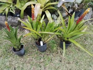 Bromeliad Aechmea plant, white, yellow, red flowers now, potted