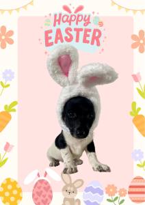 💕Toy Poodle x Adopt an easter puppy 1 baby left 💕