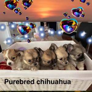 Chihuahua. Puppies 