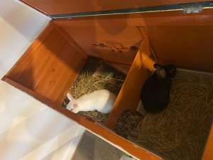 2 Netherlands dwarf cross bunnies and hutch