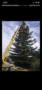 Cheap & fast tree removal/tree cutting/service all Sydney 