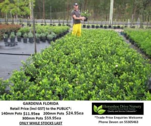 Gardenia Florida - Lovely Fragrance Mudgeeraba Gold Coast South Preview