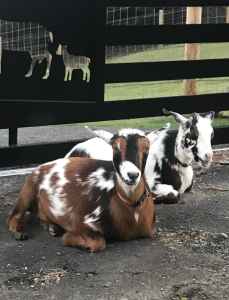 Registered Nigerian Miniature Dairy Goat Does 75%