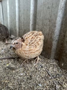 Japanese Fertile quail e g g s