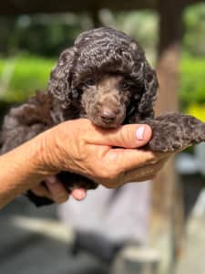 Toy Poodle Puppies Available Now!