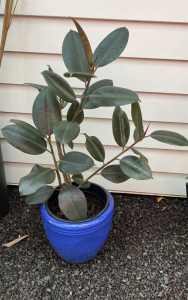 Rubber Plant Ficus with Blue Ceramic Pot