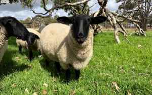 Black Suffolk Lamb and Ewes