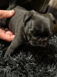 Pure Bred Pug Puppies - Ready to go!!