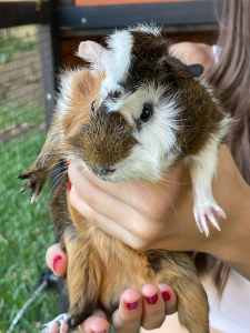 Free to good home- Male Guinea Pig.