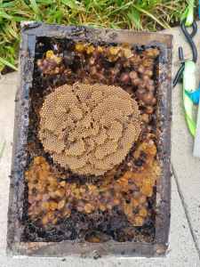 Native bee hive with bees, very healthy hive. Pick up Brisbane