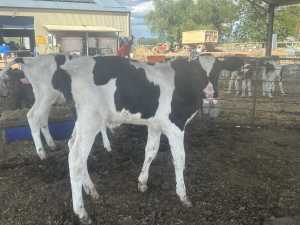 Holstein bull calves