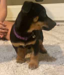 Dachshund x Kelpie Looking for a forever home