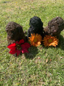 Purebred Toy poodles puppies & poodles x’s puppies