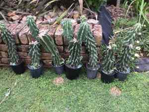 Cactus Monstrose Peruvian Cereus Potted Plants