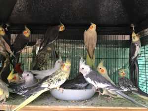 Young and Adult Cockatiel Parrots for Sale
