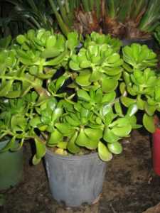 Cheap jade and lucky money plants, discounts for multi-purchases