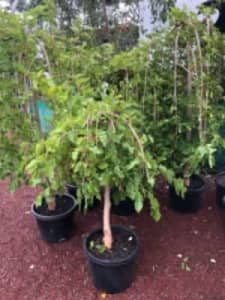 WEEPING MULBERRY TREES 100s of OTHER PLANTS - BEST PRICES