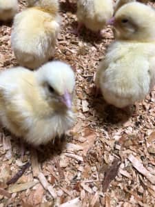 Day Old Meat Chicks (Broilers / known as the Ross308)