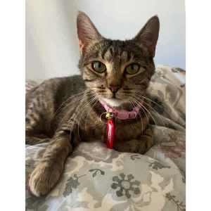 10407 : Madge - CAT for ADOPTION - Vet Work Included