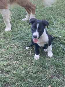 Need gone male border collie puppies 