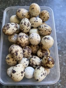 Fertile Japanese quail eggs many available 