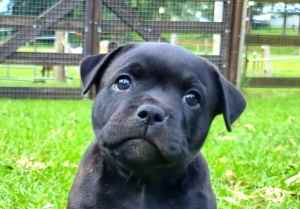 Gorgeous 8-week-old ANKC Pedigree English Staffy Puppy