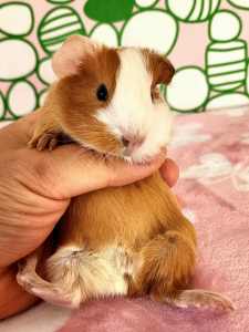 girl baby guinea pig perfect for Easter 