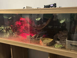 Reptile Enclosure and 2 x Central Bearded Dragons