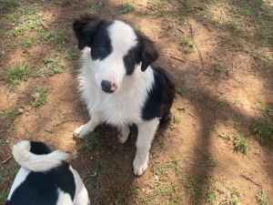 Male Border Collie Pup