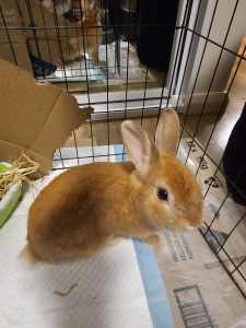Ginger dwarf rabbit 5 and a half months