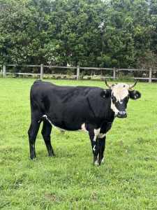 2x cows for sale