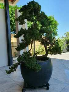 Beautiful Bonsai Trees - Buy 3 and get the 4th for free