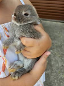 Baby & Adult Rabbits for Sale