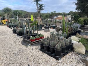 Cactus for sale
