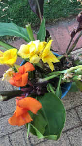 Canna lily $2 each bare rooted