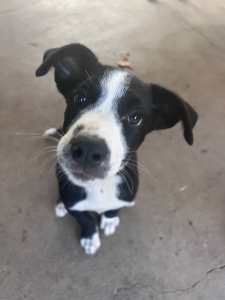 Collie x Puppy Black and White Male
