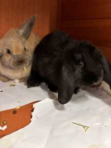 Two bonded female mini lop bunnies - free to go to a good home