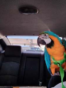 SOLD Blue and Gold macaw