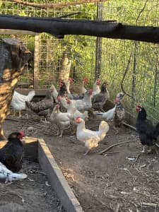 Chickens (Leghorn) adults and chicks
