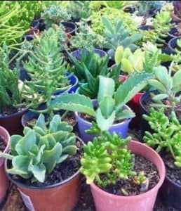 Many assorted Succulents & Cactus in pots. $4 each