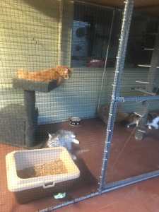 Cat enclosure