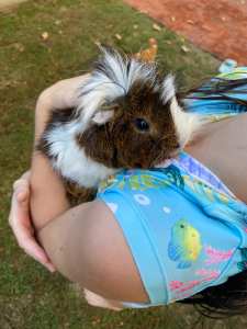 Cutest Guinea pig looking for a loving home