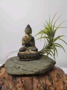 Air plant with elegant Buddha statue for sale