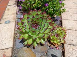 Sempervivum succulents in 14cm pots