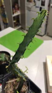 Cactus Plant ,,,,,,,, Needs new Home Cactus .......