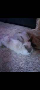 For sale Beautiful male Angora Rabbit 7 months old and cage 
