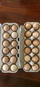 Fertile Guinea fowl eggs