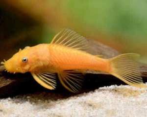 Super Red, Albino and standard bristlenose catfish