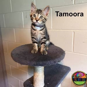 Tamoora - Soquilichi Rescue Ranch SRR