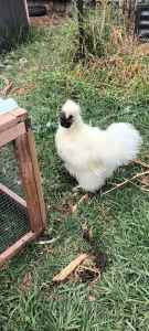 Purebred Silkie rooster 